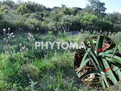 Phylaenus spumarius 